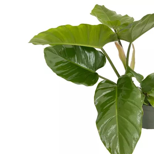 Philodendron Jungle Fever