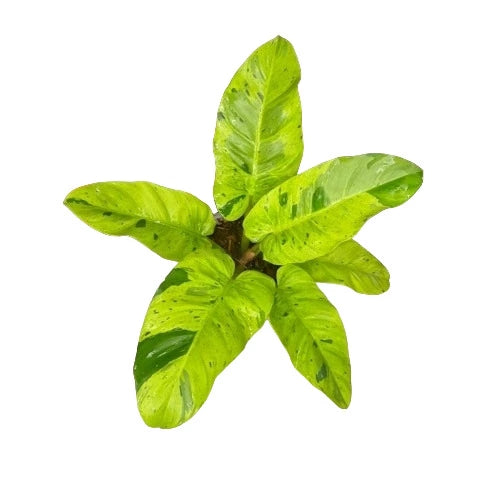 Philodendron Ruaysap Marble Variegated- Rare