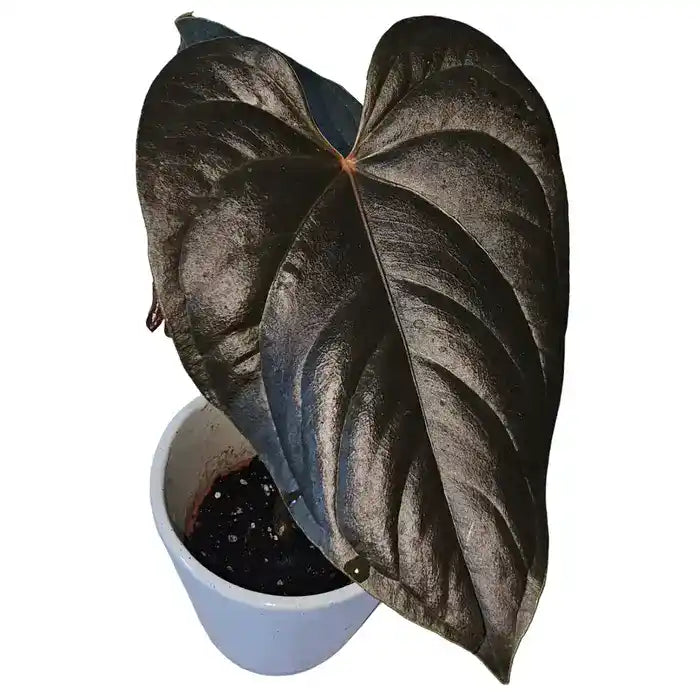 Anthurium Moodenum -Rare