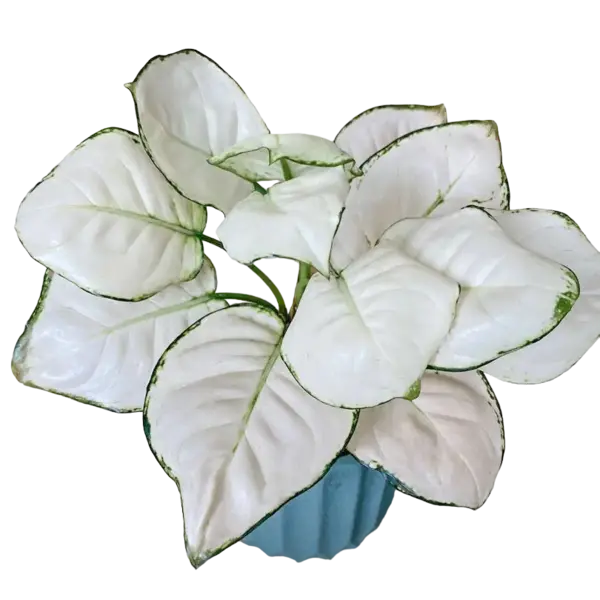 Exotic Aglaonema Super White - Rare