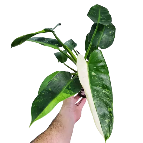 Philodendron Jose Buono- Rare Plant