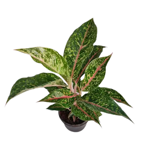 dona carmen aglaonema Aglaonema Dona Carmen – Foliages.in