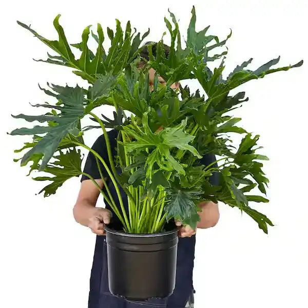 PHILODENDRON SELLOUM | Lickety Split Plant