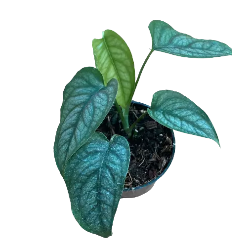 Monstera Siltepecana, Silver Monstera Plant - Rare