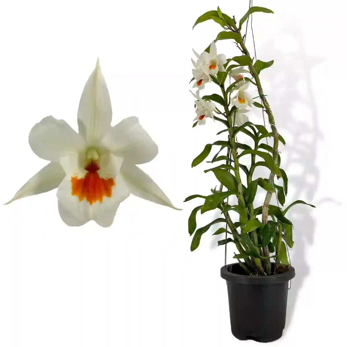 Dawn Maree Orchid