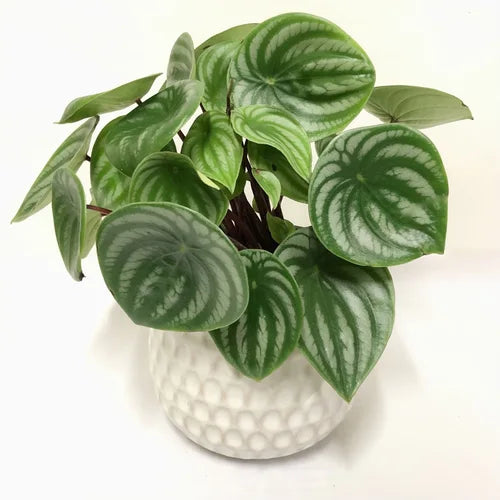 Watermelon Peperomia, Peperomia Argyreia
