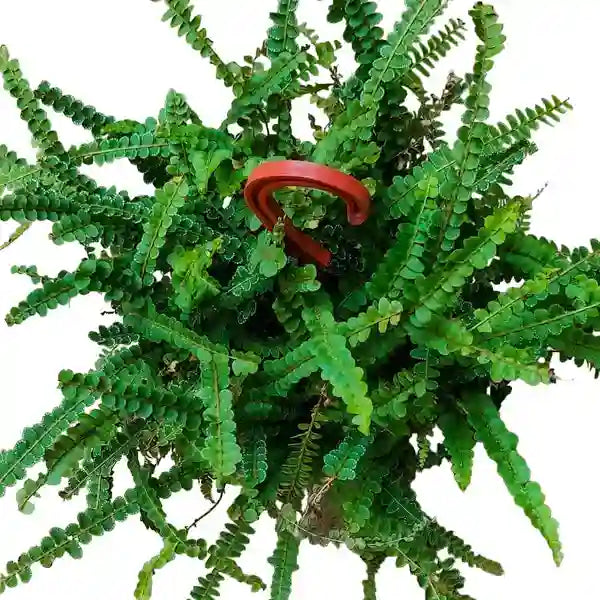 Lemon Button Fern Plant