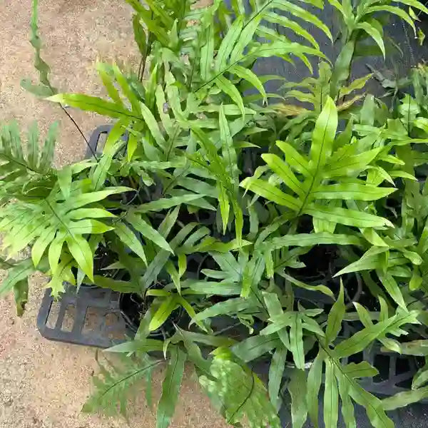 KANGAROO FERN (Microsorum diversifolium) - LARGE