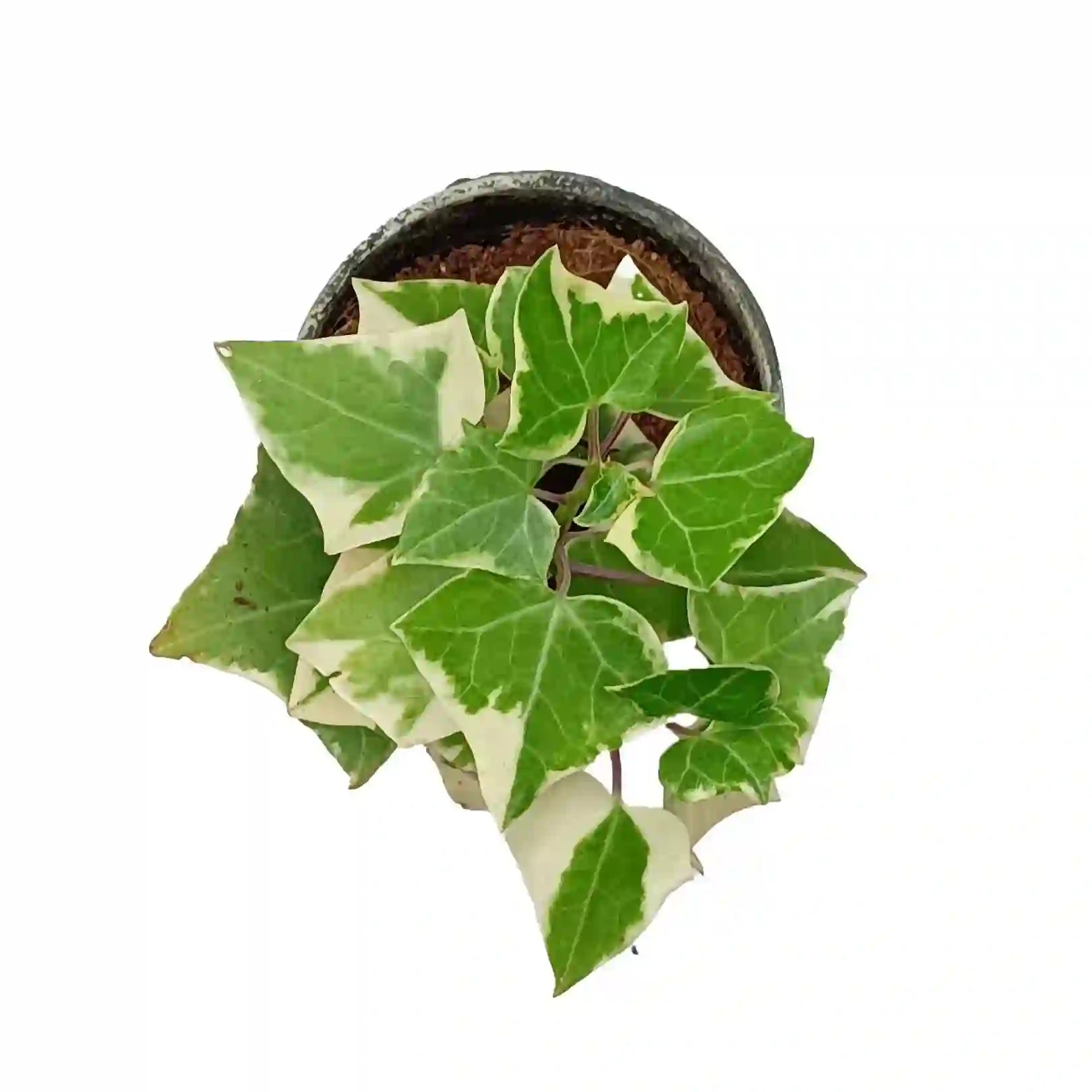 English ivy/WaX ivy (Variegation from outside)Senecio Macroglossus Variegatus