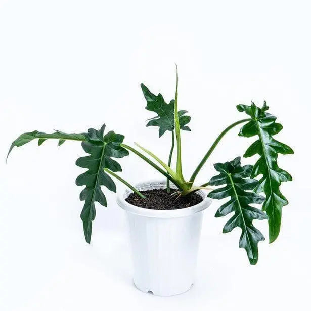 Philodendron Bob Cee- Big Rare