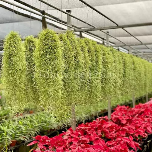 Spanish Moss Air Plant