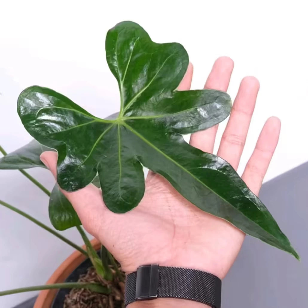 Anthurium Macrolobium- Rare