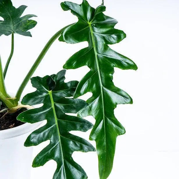 Philodendron Bob Cee- Big Rare