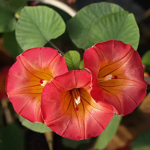 Stictocardia beraviensis - Stunning Hawaiian Sunset vine