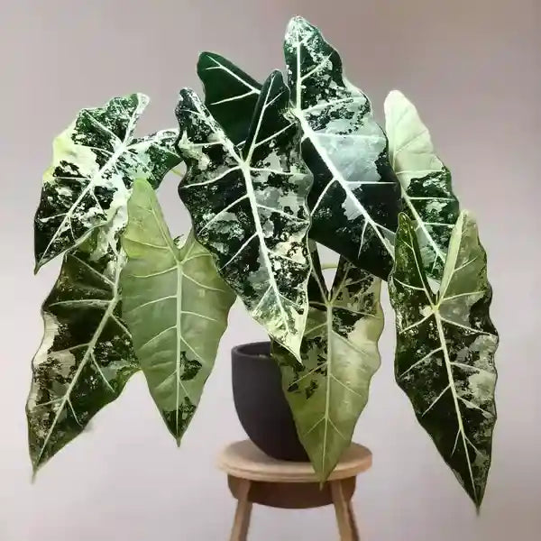 Alocasia Frydek Variegated - Super Rare