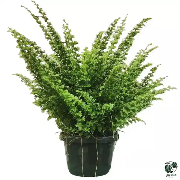Nephrolepis Exaltata Green Fantasy Fern | Bostoniensis Emerald Vase - Rare