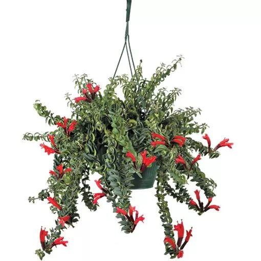 Twisted lipstick plant (Aeschynanthus 'Twister')