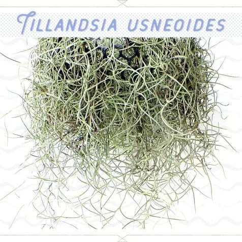 Spanish Moss Air Plant