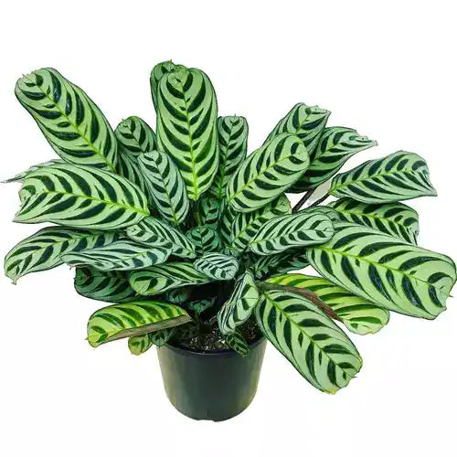 Ctenanthe Burle Marxii, Fishbone Prayer Plant
