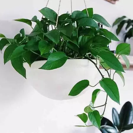 Epipremnum Aureum Jade / Jade pothos