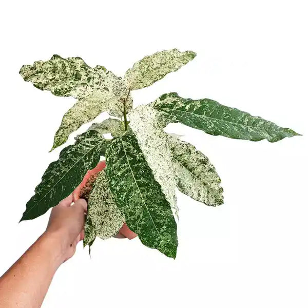 Ficus Aspera | Mosaic Fig Plant | Ficus SnowStrom - Rare