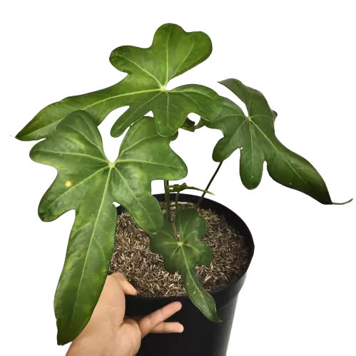 anthurium macrolobium hybrid Anthurium Macrolobium- Rare – Foliages.in
