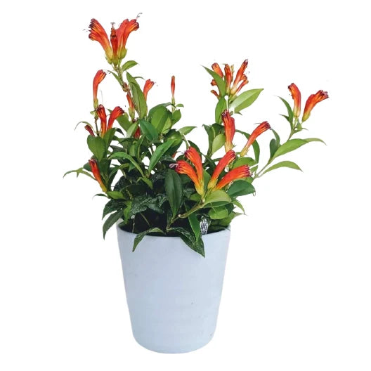 Lipstick Plant Orange, Aeschynanthus Radicans