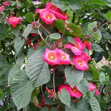 Stictocardia beraviensis - Stunning Hawaiian Sunset vine