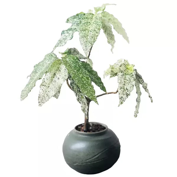 Ficus Aspera | Mosaic Fig Plant | Ficus SnowStrom - Rare