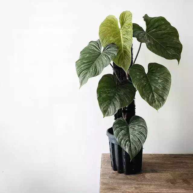 Philodendron Majestic - Rare