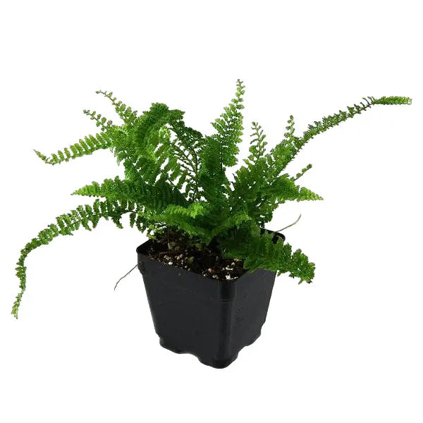Fluffy Ruffles Fern 'Nephrolepis exaltata'