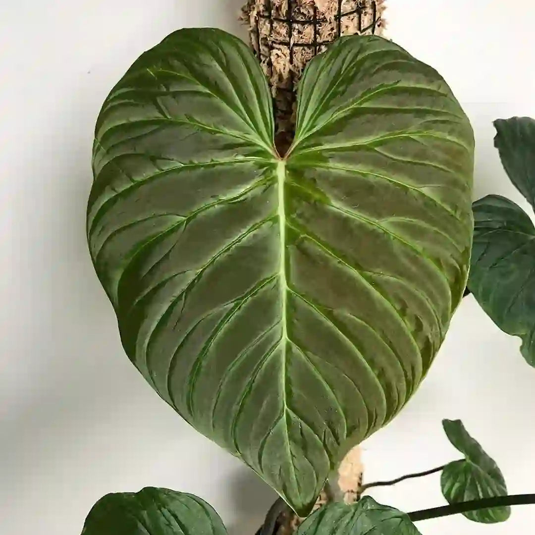 Philodendron Majestic - Rare