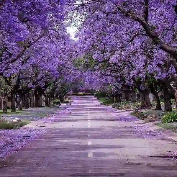 Jacaranda Spp. Blue Jacaranda, Neel Mohar- Plant