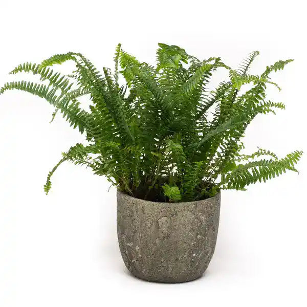 Nephrolepis Cordifolia | Tuber Ladder Fern