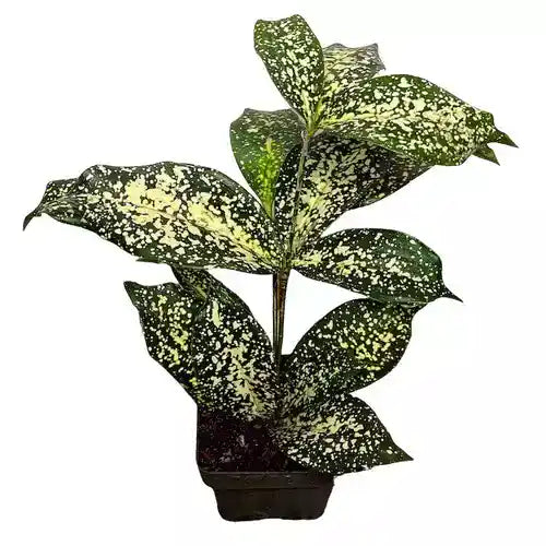 Dracaena Surculosa Gold Dust- Live plant