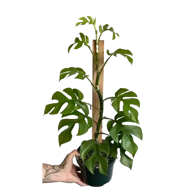 Mini Monstera, Rhaphidophora Tetrasperma, Minima