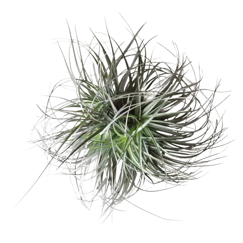 Tillansia Cotten candy