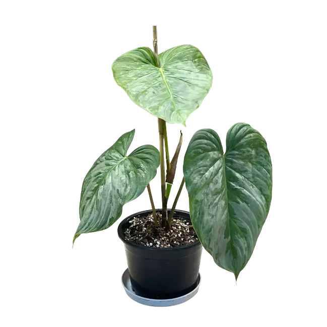 Philodendron Majestic - Rare