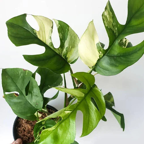 Variegated Rhaphidophora Tetrasperma, Mini Monstera Variegated - Very Rare
