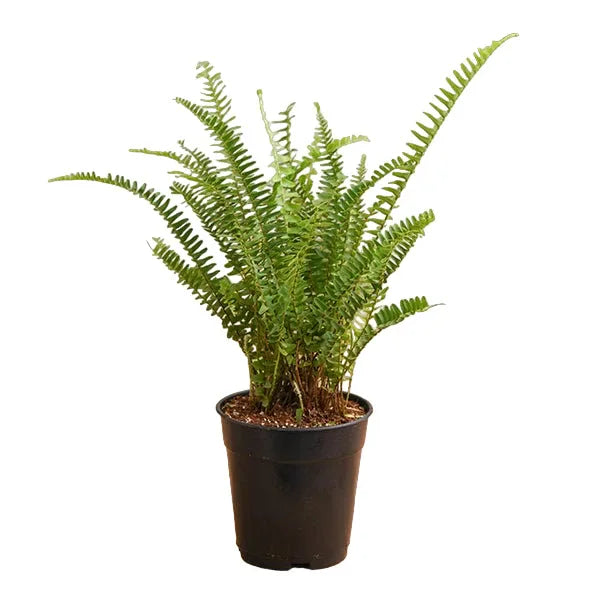 Nephrolepis Cordifolia | Tuber Ladder Fern