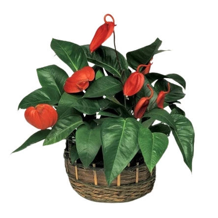 Anthurium Scherzerianum Red - Rare