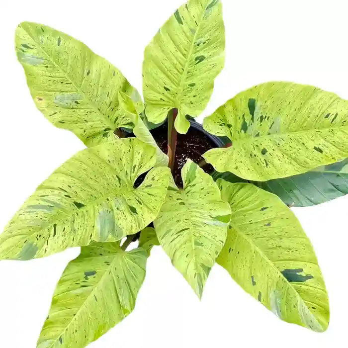 Philodendron Ruaysap Marble Variegated- Rare