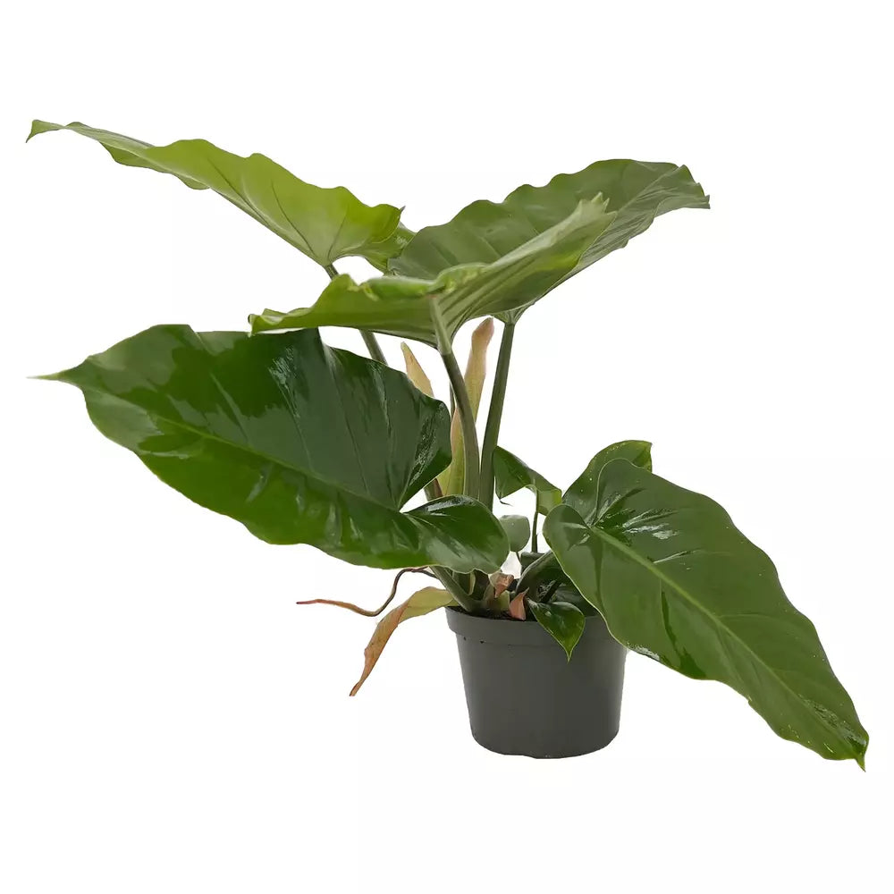 Philodendron Jungle Fever