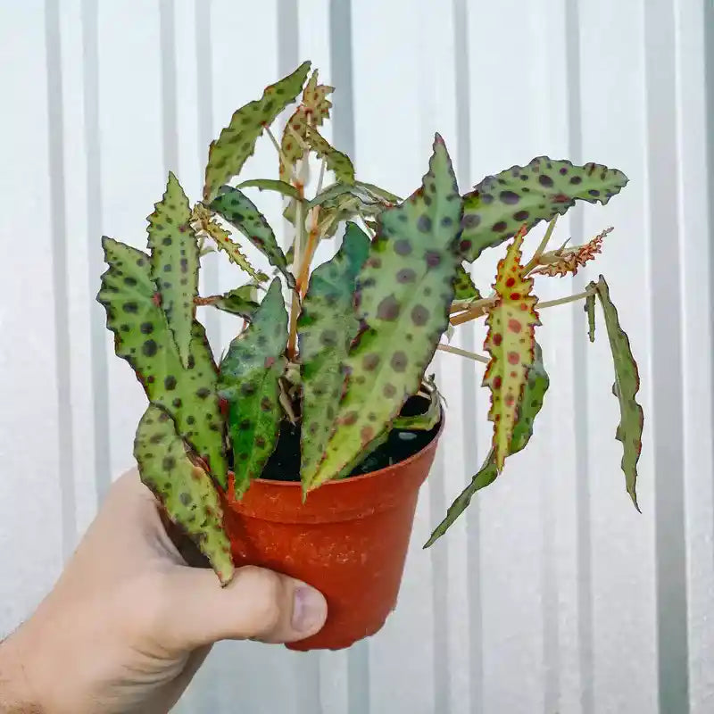 Begonia Amphioxus - Rare plant