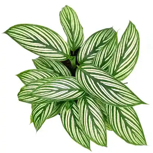 Calathea Vittata