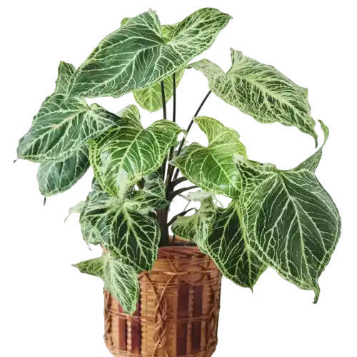 Syngonium Batik