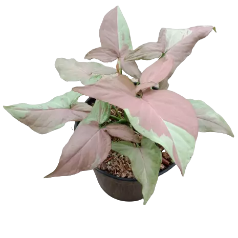 Syngonium Strawberry Milk- Rare Plant