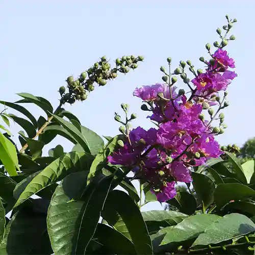 Lagerstroemia Indica Plant