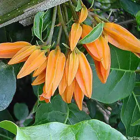 Juanulloa Parasitica, Gold Finger Plant