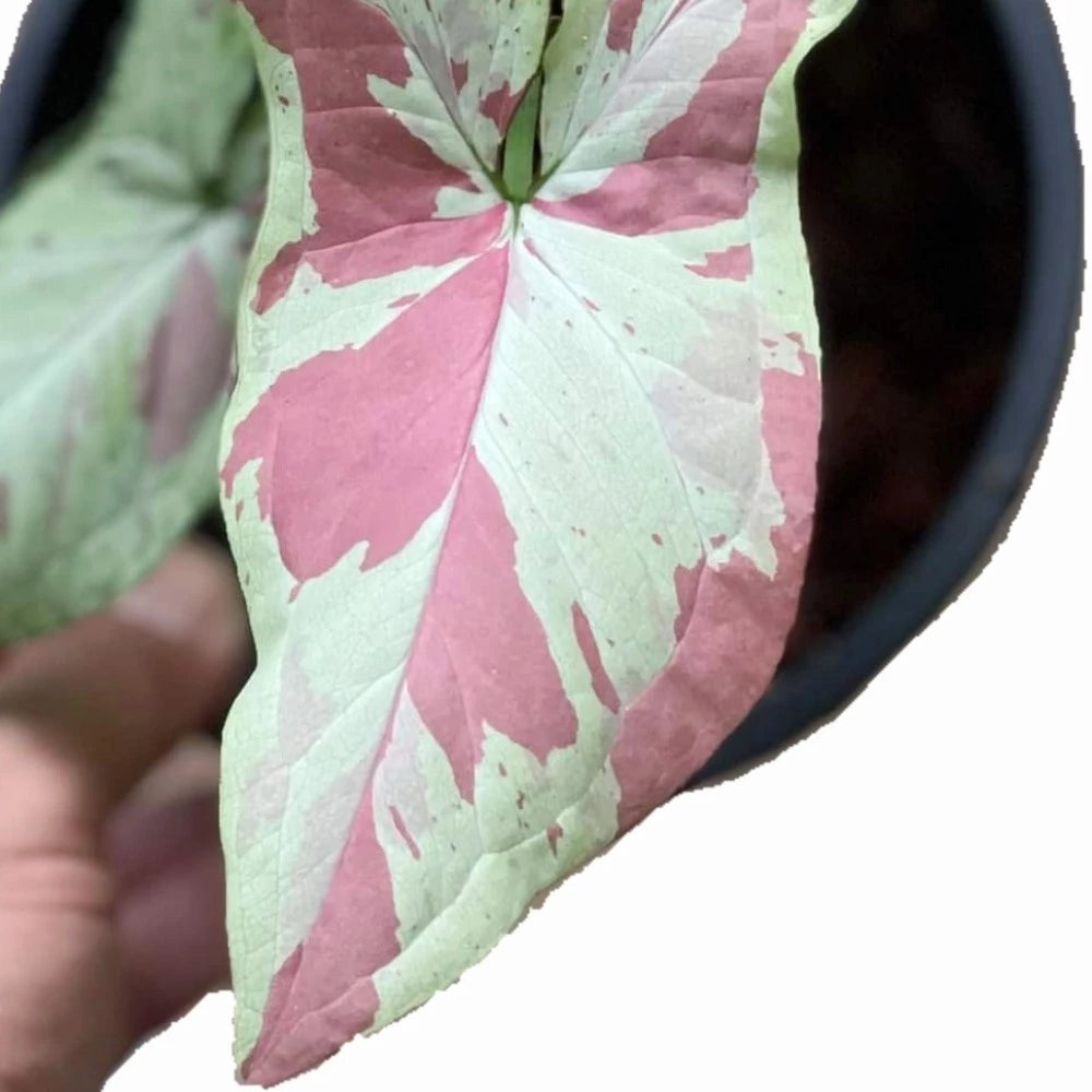 Syngonium Strawberry Milk- Rare Plant